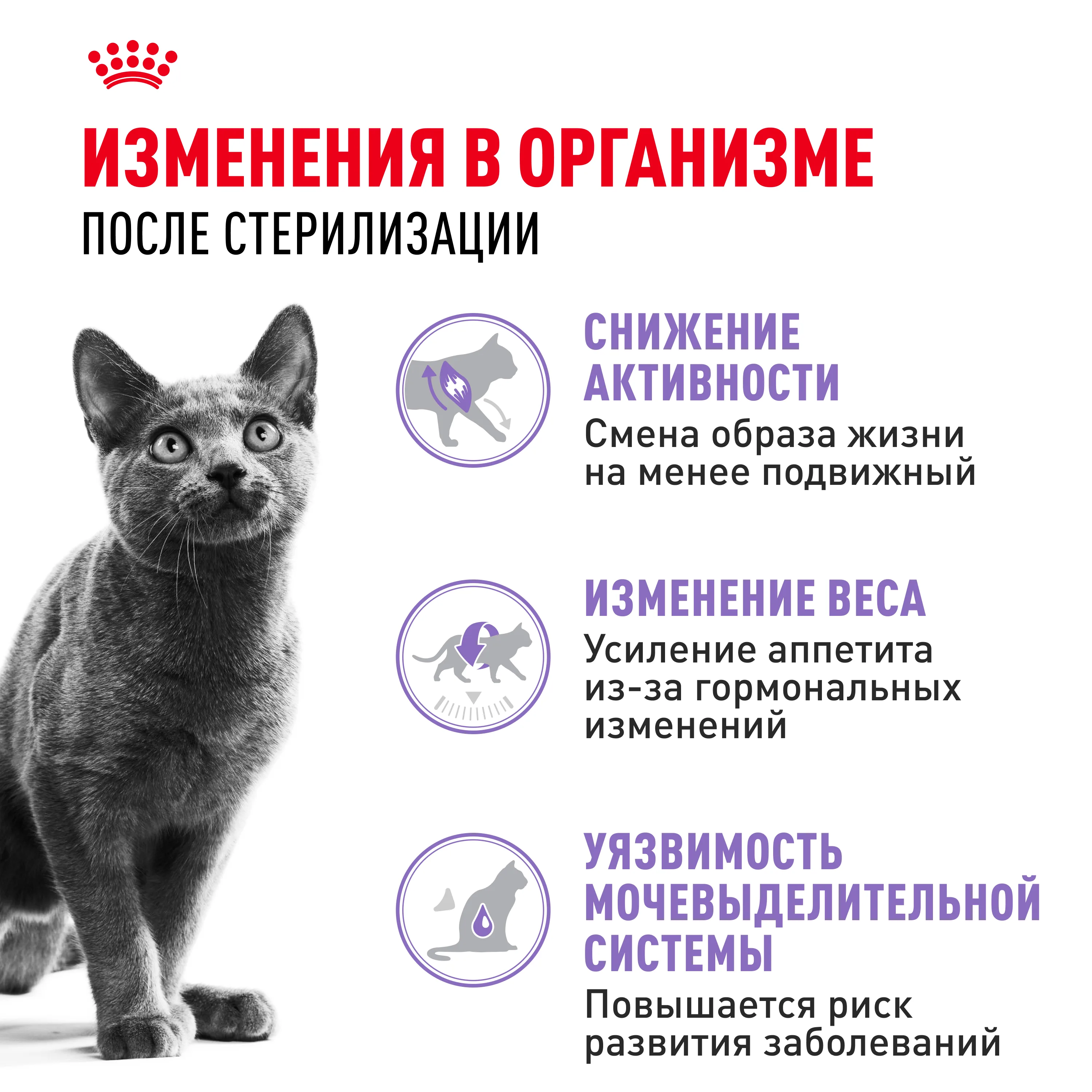 Royal Canin Стерилайзд  2кг фото 3