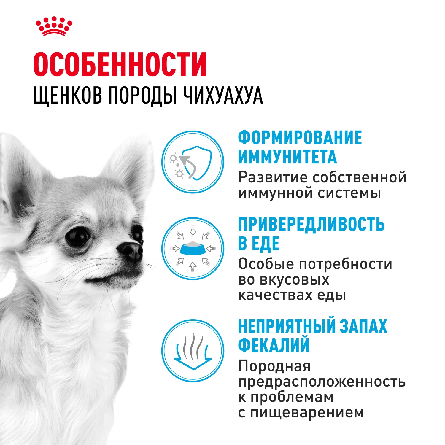 Royal Canin Чихуахуа Паппи 0,5 кг фото 3