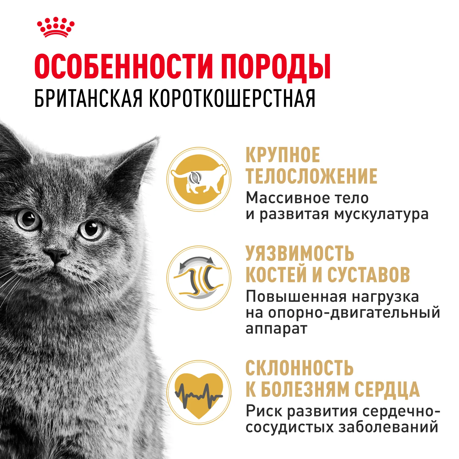Royal Canin Британская короткошерстная 2 кг фото 3