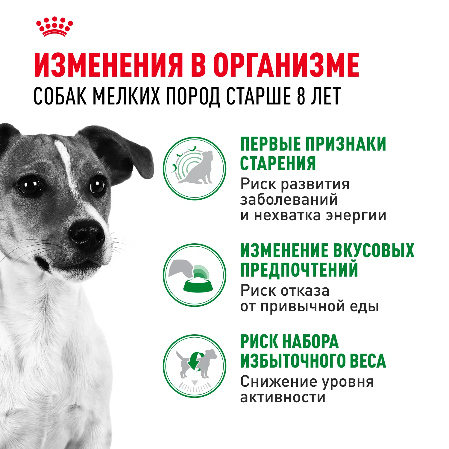 Royal Canin для собак Мини Эдалт 8+, 2кг фото 3