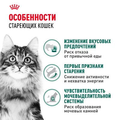 Инстинктив+7 0,085 кг соус фото 2
